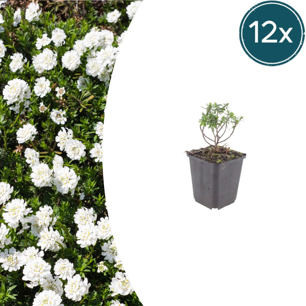 Iberis sempervirens Schneeflocke – Ø9cm – Höhe 10-25cm – Winterharte Bodendecker Staude – Weiße Frühlingsblüte – Immergrün für Beet & Steingarten