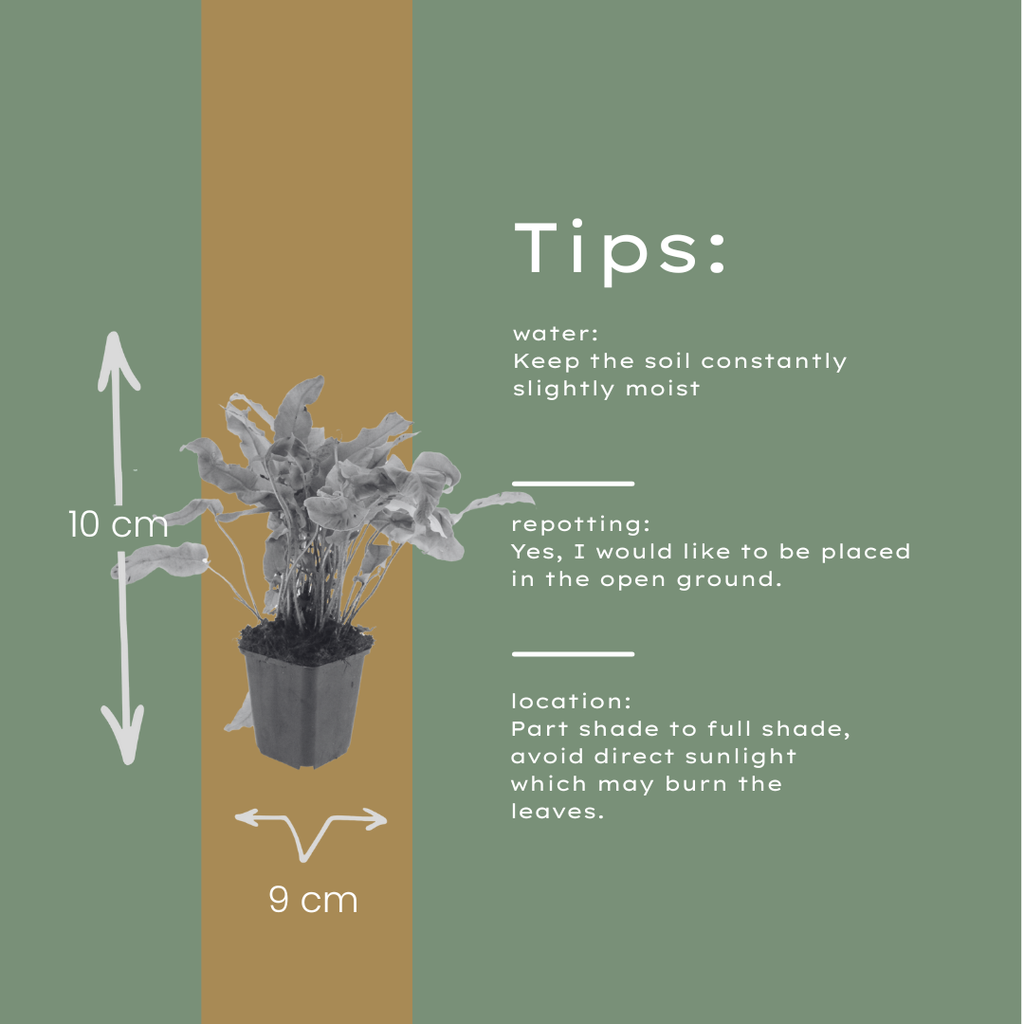 Hirschzungenfarn Asplenium scolopendrium – Immergrüner Farn für Schatten & Halbschatten – Strukturpflanze für Garten & Beet – 10-25cm – Ø9cm – Winterhart