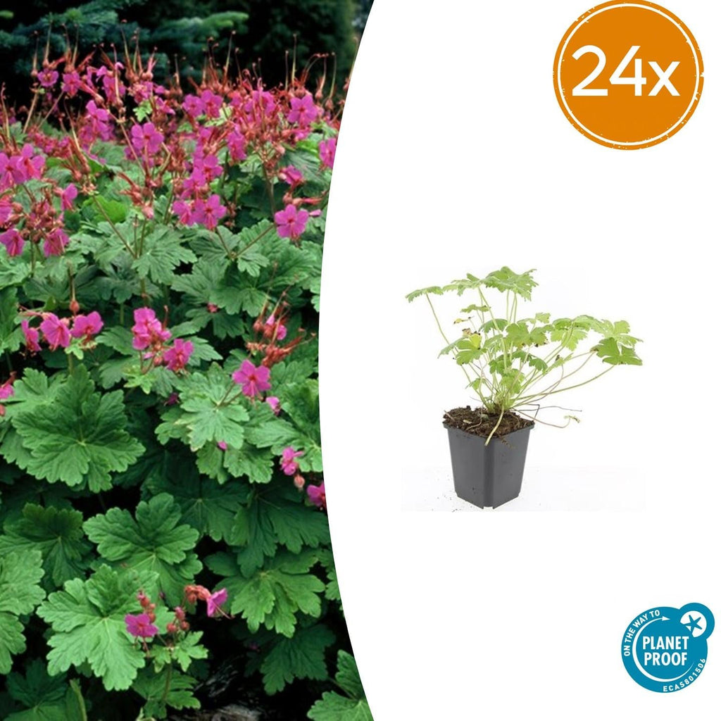 Storchschnabel Geranium macrorrhizum 'Czakor' – ↕10-25cm – Ø9cm – Tiefrosa Blüten – Aromatisches Laub – Robuster Bodendecker – Plant