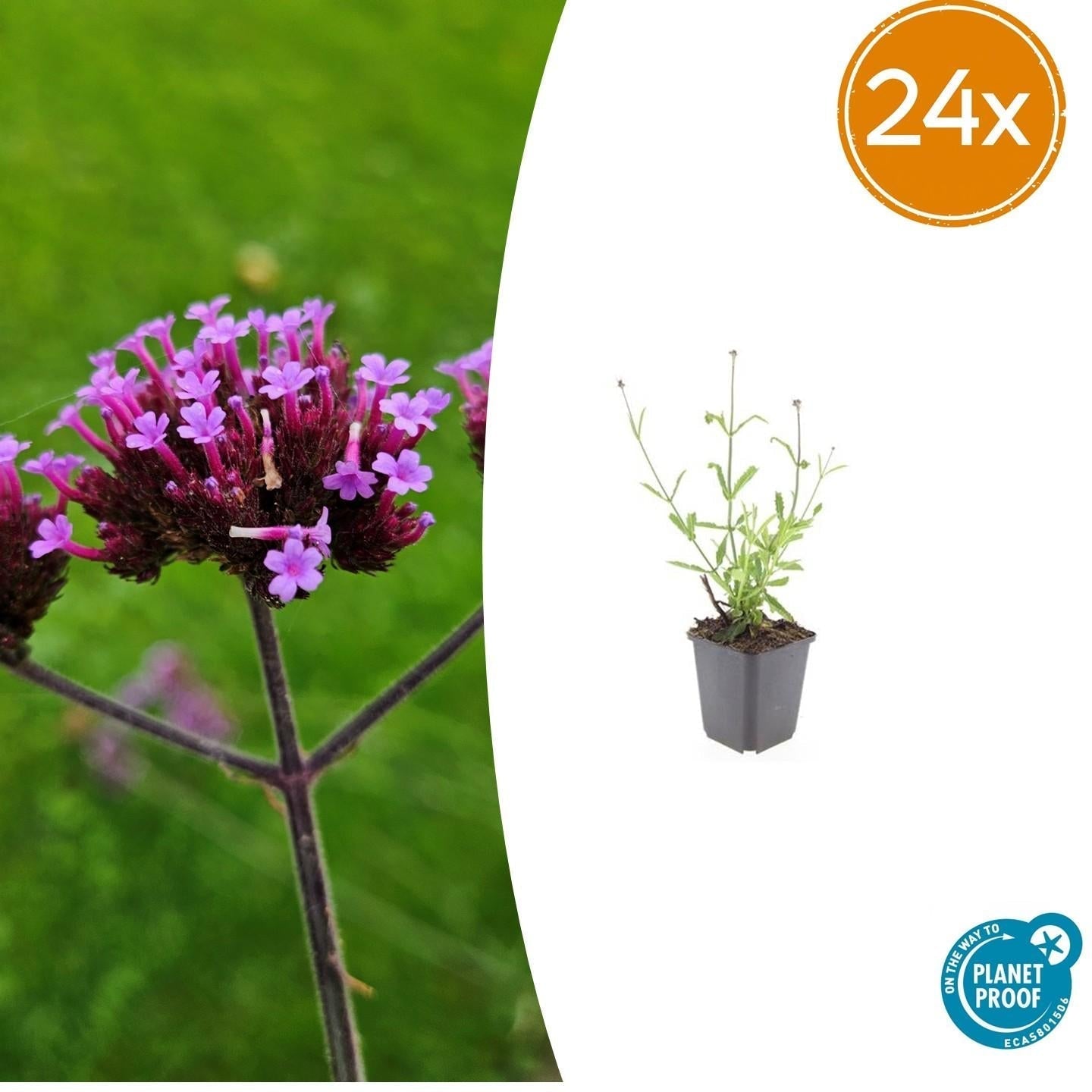 Hohes Eisenkraut Verbena bonariensis 'Lollipop' – ↕10-25cm – Ø9cm – Lilafarbene Blüten – Langblühend – Pflegeleicht – Plant