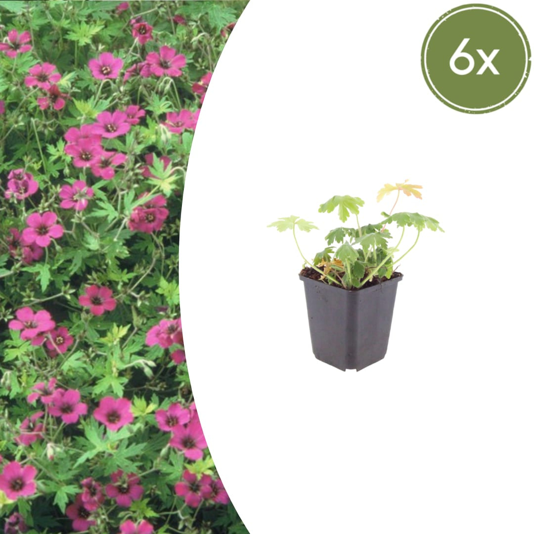 Geranium macrorrhizum Bevan's Variety – Ø9cm – Höhe 10-25cm – Winterharte Bodendecker Staude – Rosa Blüten – Pflegeleicht für Beet & Garten