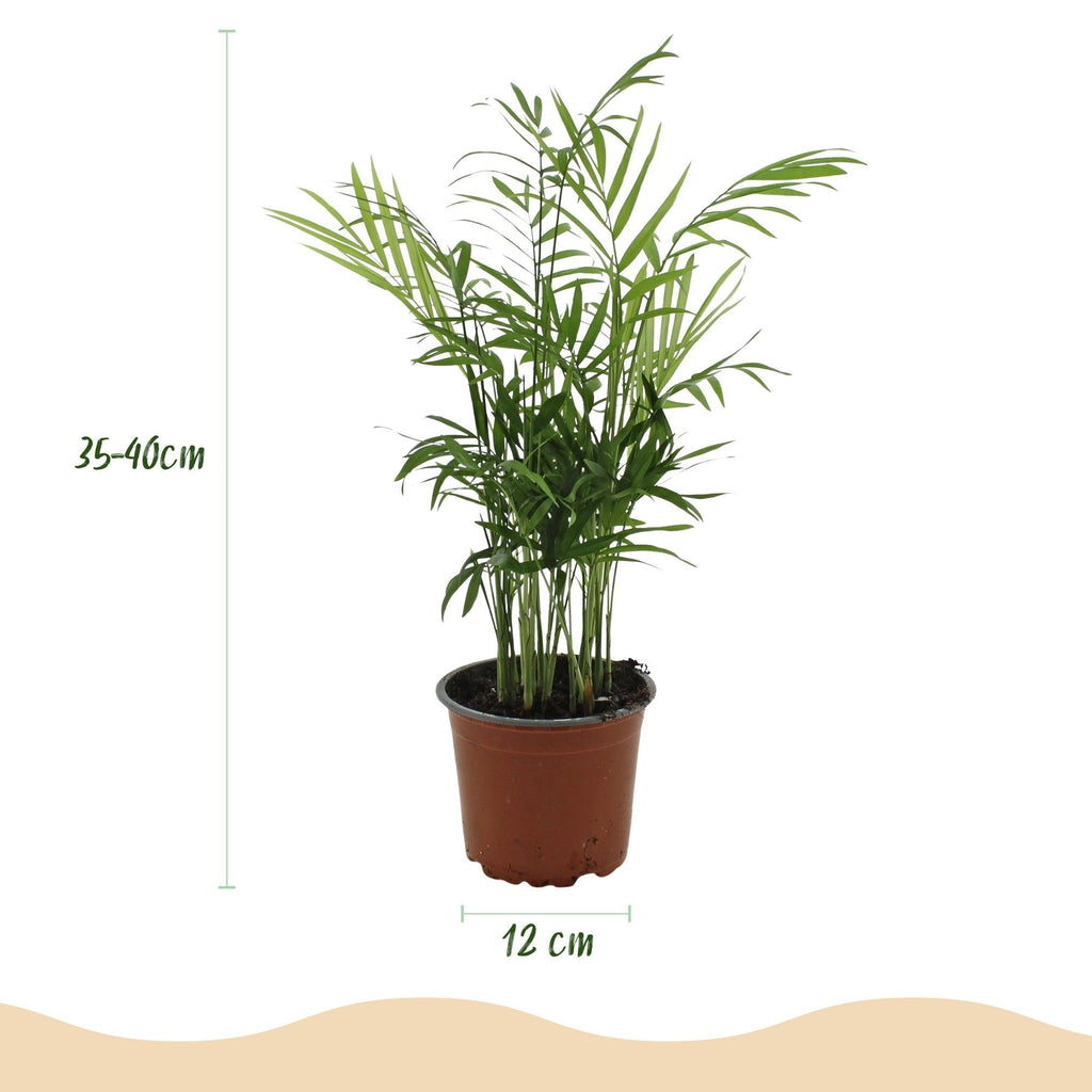 Chamaedorea elegans Pflanzen Mit Weißem Topf Ø12cm Höhe ca.15cm Goldpalme Haustierfreundlich Luftreinigend Pflegeleicht Für Zimmer Büro &