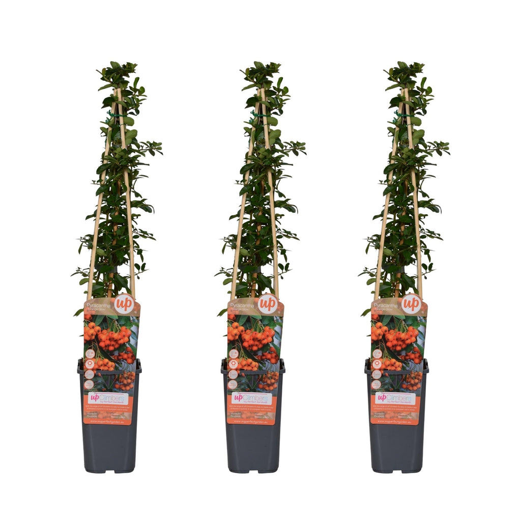 Feuerdorn Pyracantha 'Orange Glow' – Kletterstrauch – Ø15cm – ↕65cm – Frosthart, immergrün, leuchtend orange Beeren – Plant