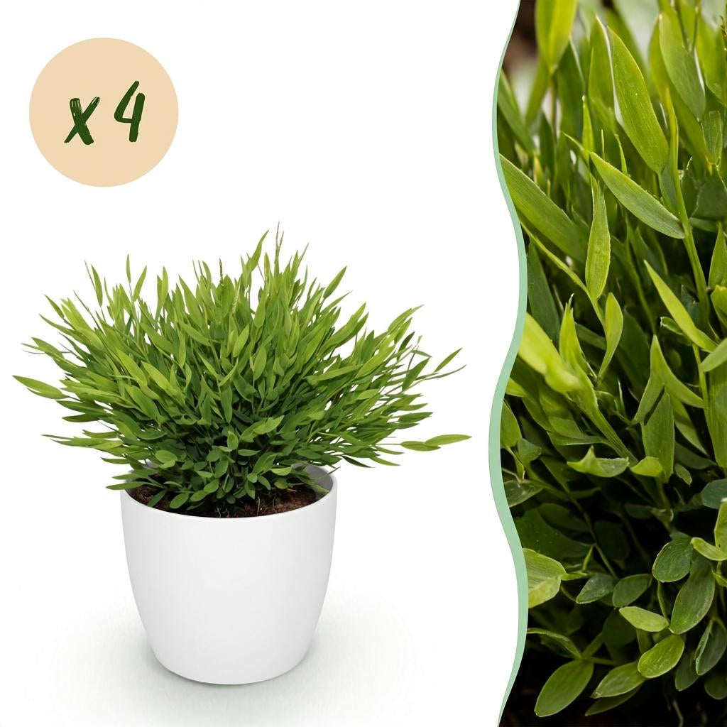 Bambus Pogonatherum Monica Zimmerpflanze mit weißem Topf Ø12cm Höhe 20cm Haustierfreundliche Grünpflanze pflegeleicht für Wohnzimmer Büro Schlafzimmer