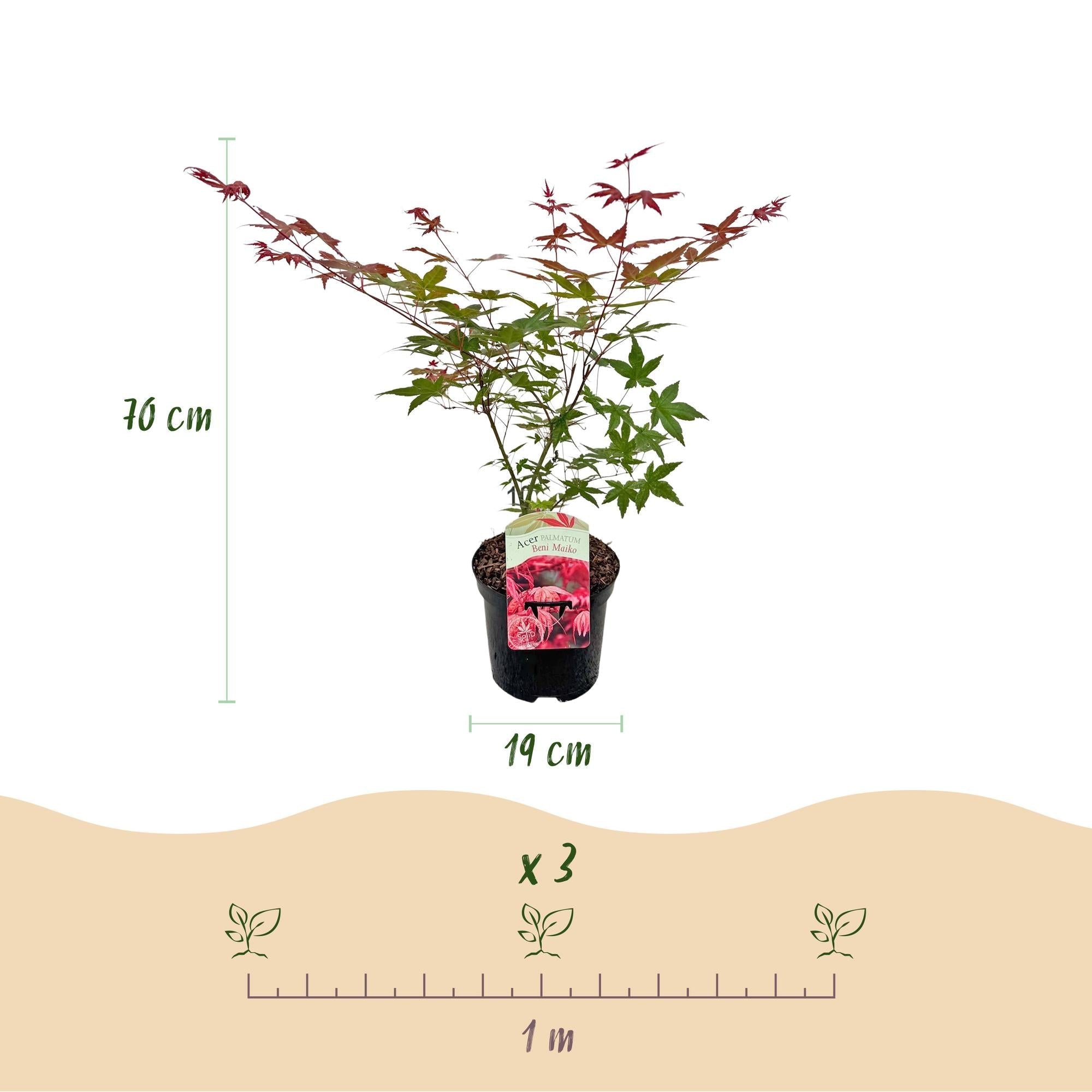 Japanischer Ahorn Acer palmatum Beni Maiko – Rote Balkonpflanze – Ø19cm – Höhe ca. 70cm – Kompakter Zierahorn für Beet & Terrasse – Plant