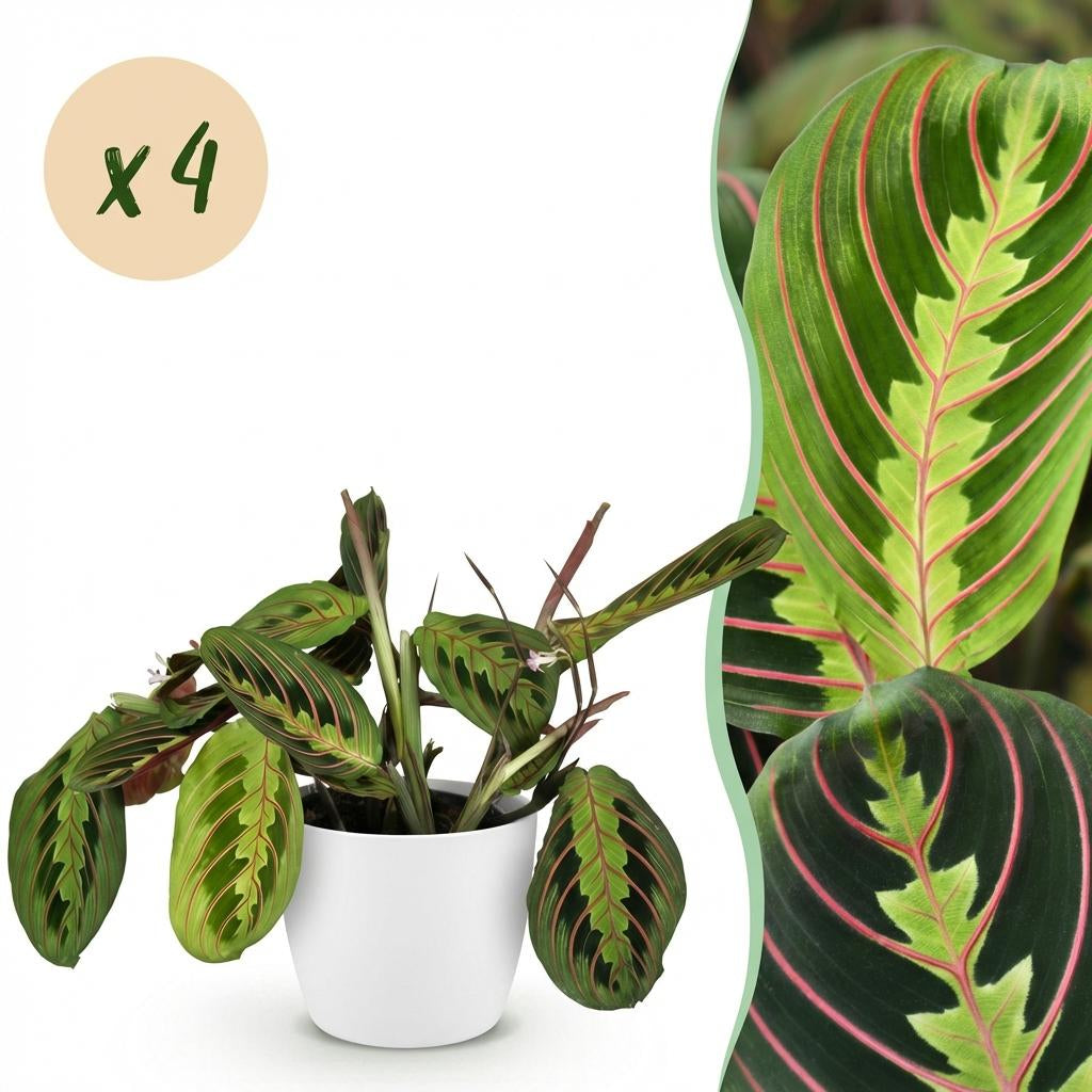 Maranta Fascinator Tricolour Gebetsblatt Pflanze mit weißem Topf Ø12cm Höhe 25cm Haustierfreundliche Grünpflanze pflegeleicht für Zimmer & Büro