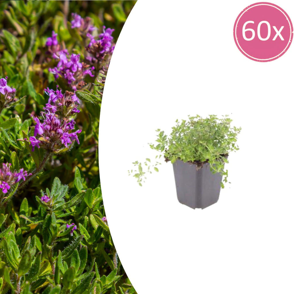Thymus serpyllum Pflanzenset – Ø9cm – Duftender Bodendecker für sonnige Standorte – Plant