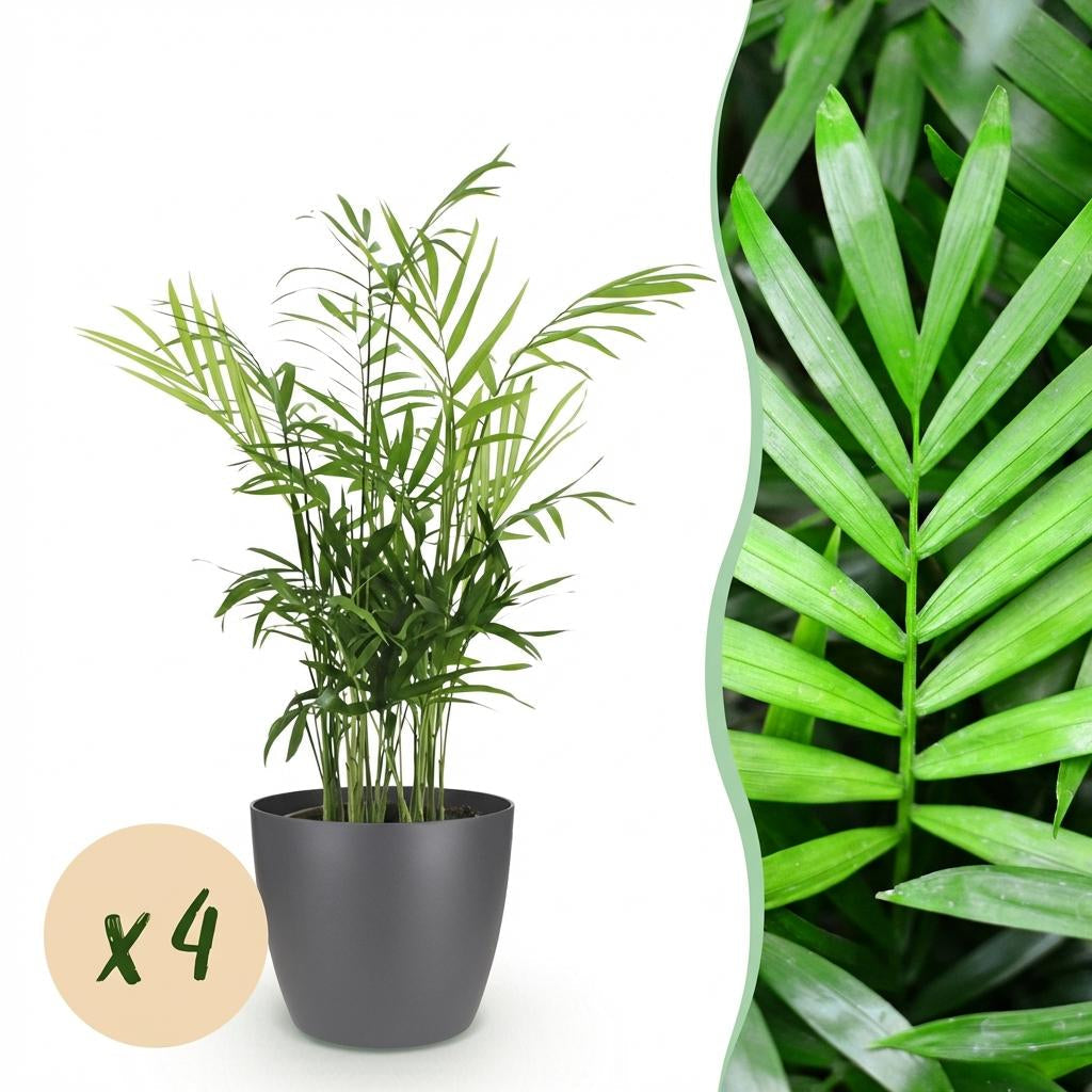 Chamaedorea elegans Pflanzen Mit Grauem Topf Ø12cm Höhe ca.15cm Goldpalme Haustierfreundlich Luftreinigend Pflegeleicht Für Zimmer Büro &