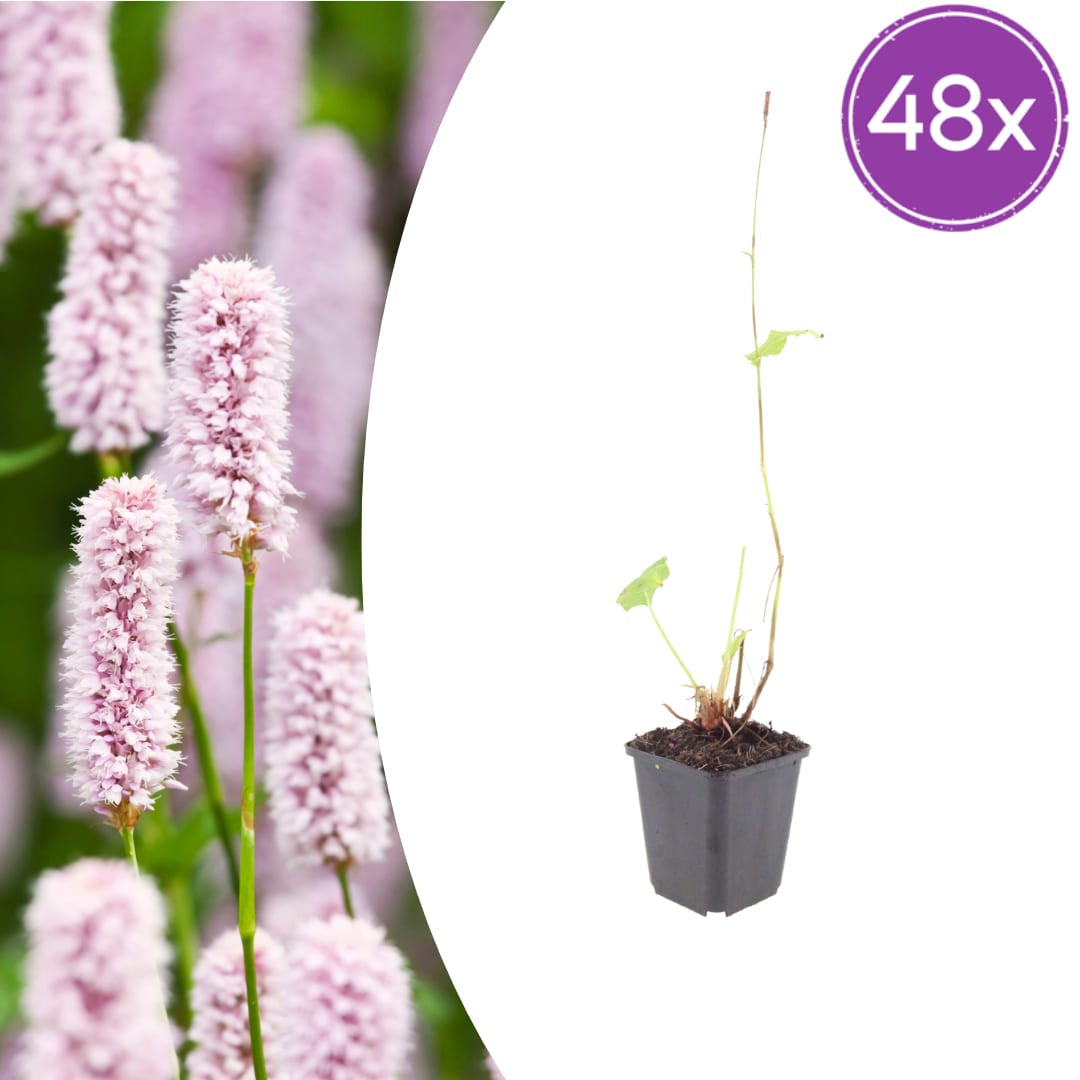 Persicaria bistorta – Ø9cm – Höhe 10-25cm – Rosa blühende Staude – Winterhart & Bienenfreundlich
