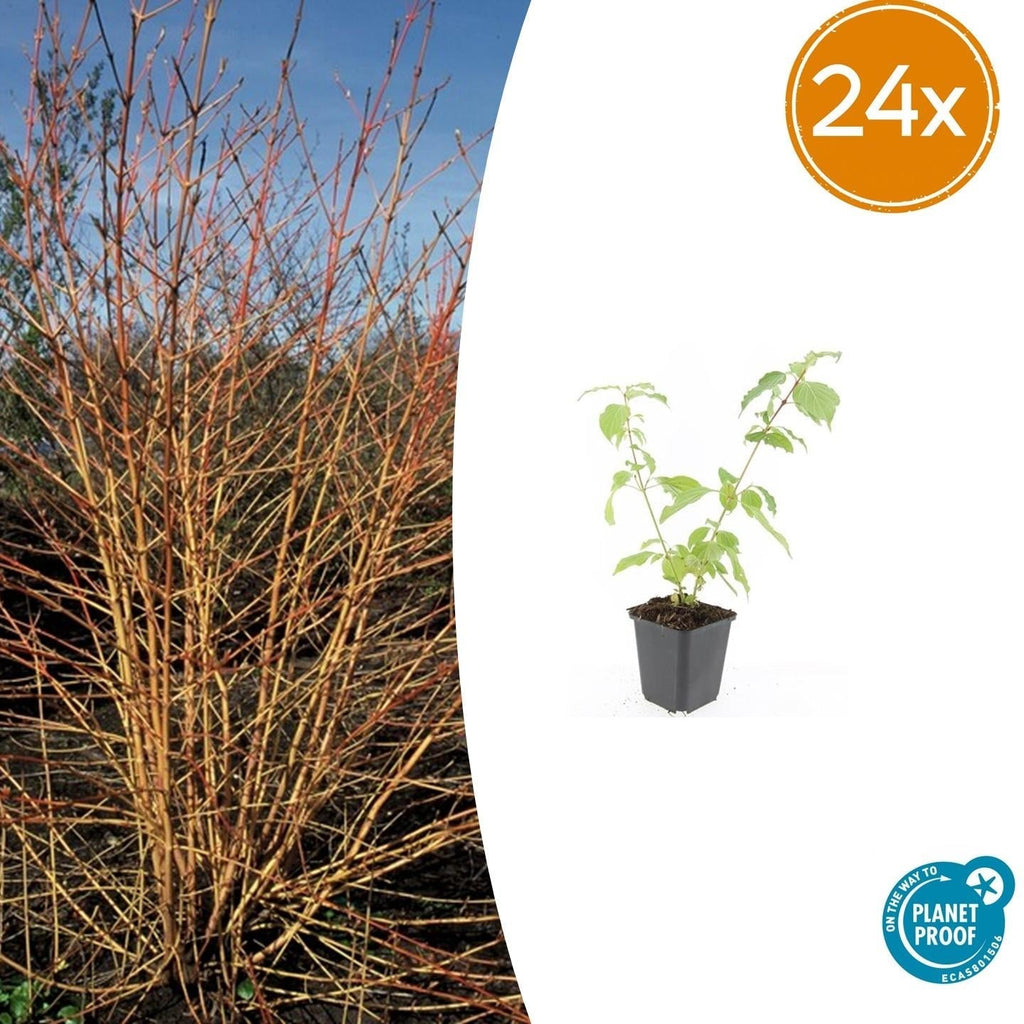 Roter Hartriegel Cornus sang. 'Anny's Winter Orange' – ↕10-25cm – Ø9cm – Winterharte Sträucher – Leuchtend orange Zweige – Plant