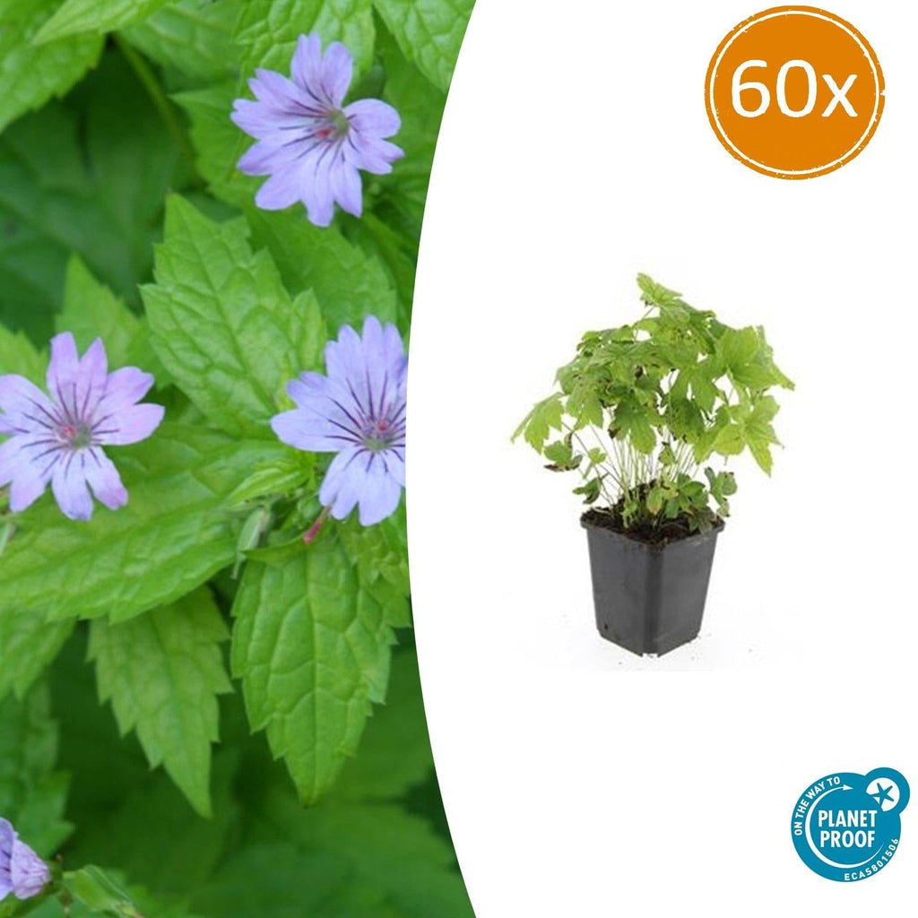 Knotiger Storchschnabel Geranium nodosum – ↕10-25cm – Ø9cm – Winterharte Staude & Bodendecker – Tiefpurpurne Blüten – Plant