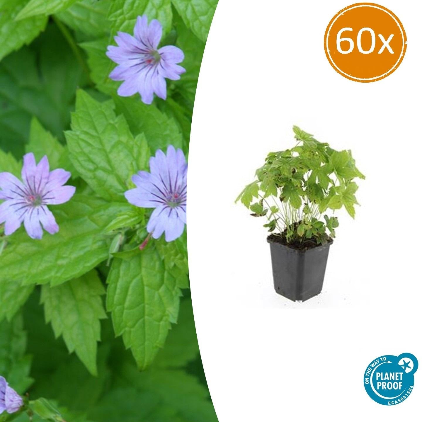 Knotiger Storchschnabel Geranium nodosum – ↕10-25cm – Ø9cm – Winterharte Staude & Bodendecker – Tiefpurpurne Blüten – Plant