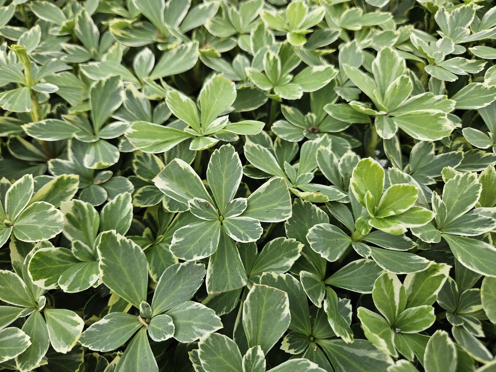 Schattengrün Pachysandra terminalis 'Variegata' – ↕10-25cm – Ø9cm – Cremeweiße Blätter – Plant