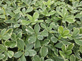Schattengrün Pachysandra terminalis 'Variegata' – ↕10-25cm – Ø9cm – Cremeweiße Blätter – Plant