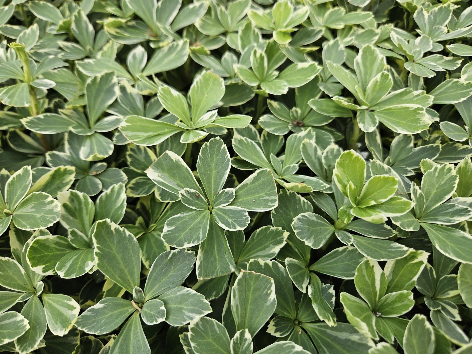 Schattengrün Pachysandra terminalis 'Variegata' – ↕10-25cm – Ø9cm – Cremeweiße Blätter – Plant