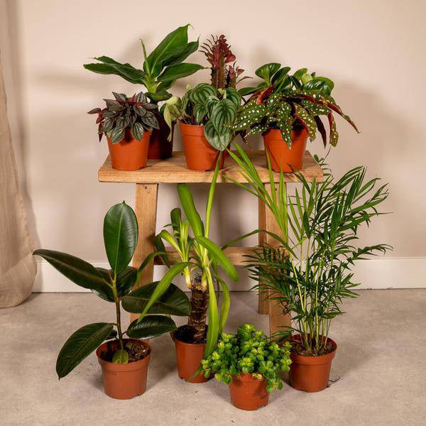 Außenseiterbox Set für Urban Jungle, Fensterbank, Wohnzimmer & Büro – Plant