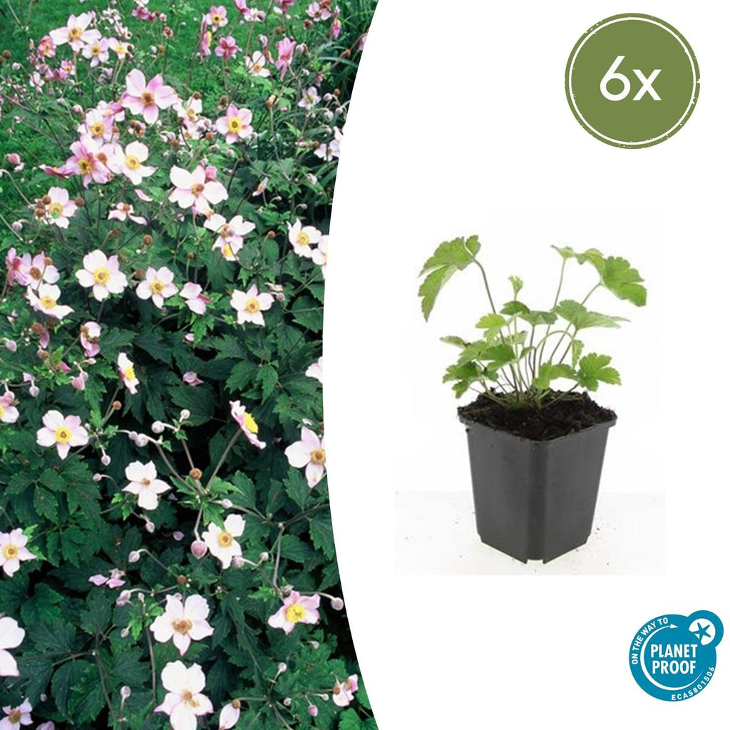 Filzige Herbst – Anemone – Anemone tom. 'Robustissima' – ↕10-25cm – Ø9cm – Bienenfreundliche, purpurblaue Staude für Beete & Rabatten – Plant