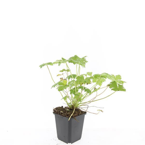 Blut – Storchschnabel Geranium 'Tiny Monster' – ↕10-25cm – Ø9cm – Kompakte, sommerblühende Staude für Beet, Kübel & Bodendecker – Plant