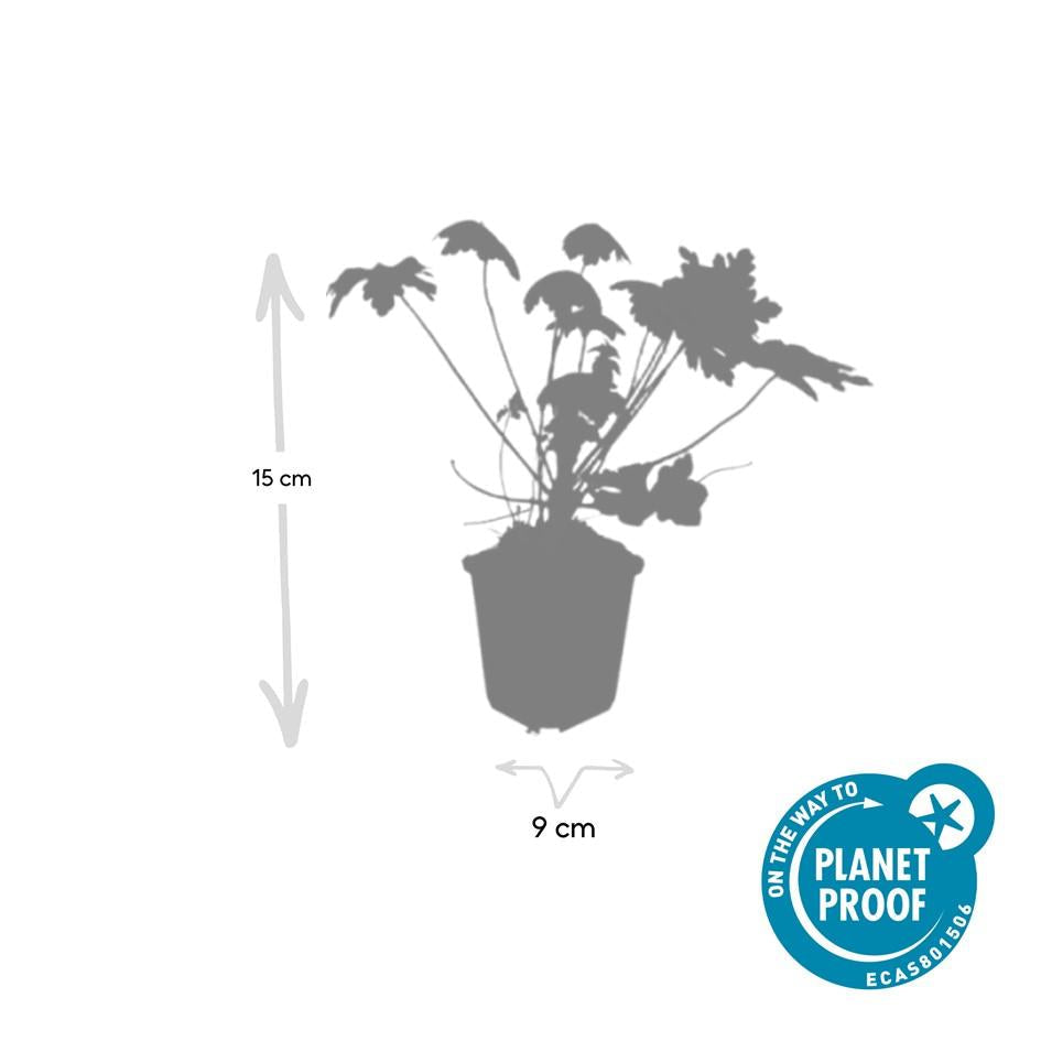 Felsen – Storchschnabel Geranium macrorrhizum 'Spessart' – Winterharter Bodendecker – Ø9cm Töpfe – Höhe 10-25cm – Plant