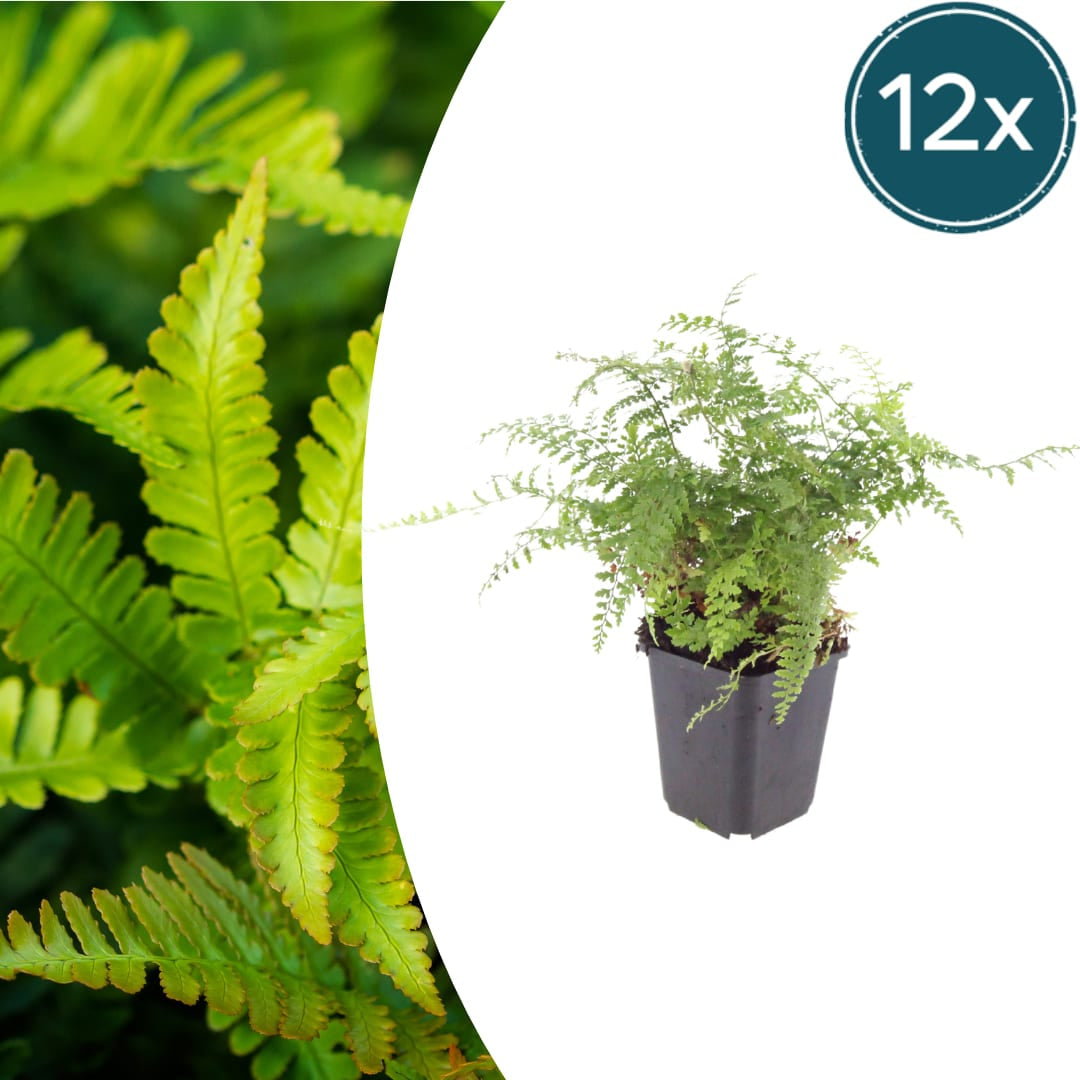 Polystichum setiferum Herrenhausen – Ø9cm – Höhe 10-25cm – Immergrüner Farn – Schattenpflanze für Beet & Gehölzunterpflanzung