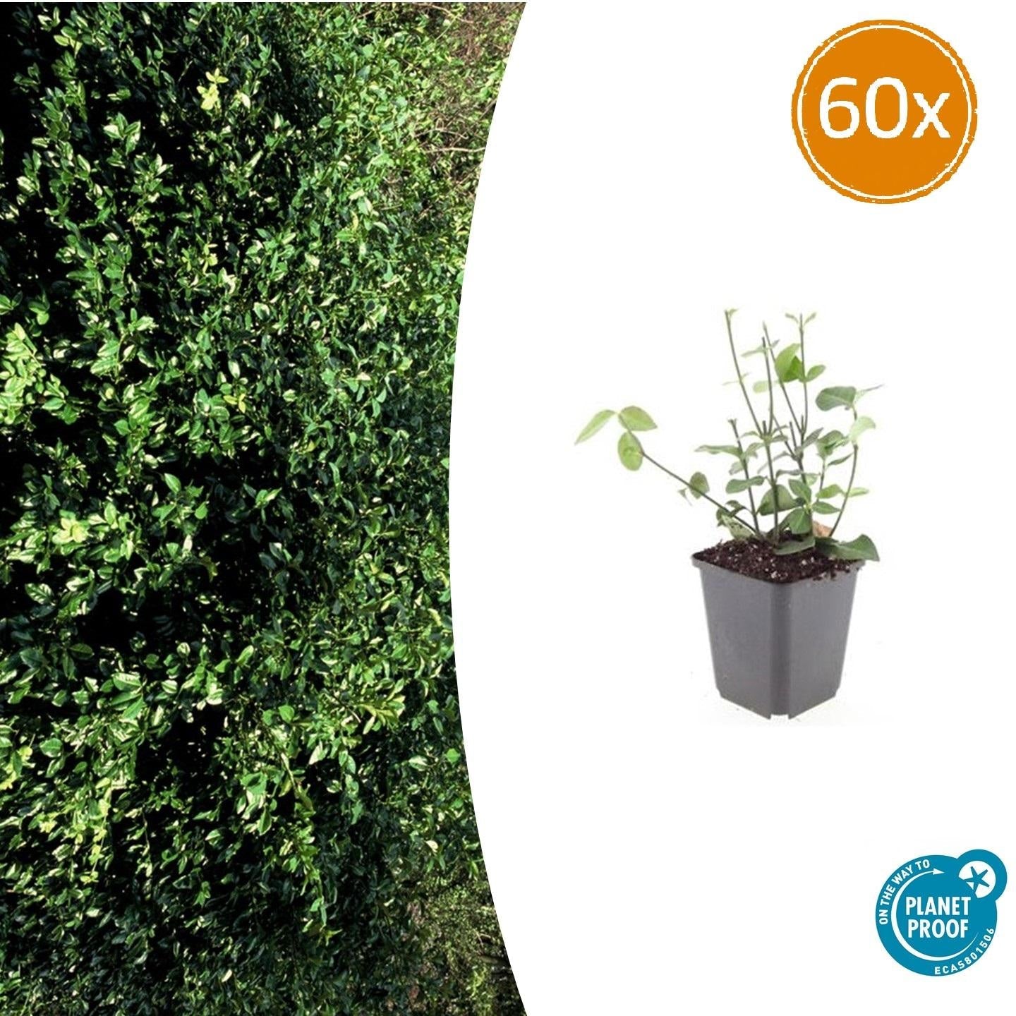 Purpur – Kriechspindel Euonymus fortunei 'Coloratus' – ↕10-25cm – Ø9cm – & Hecken – Plant