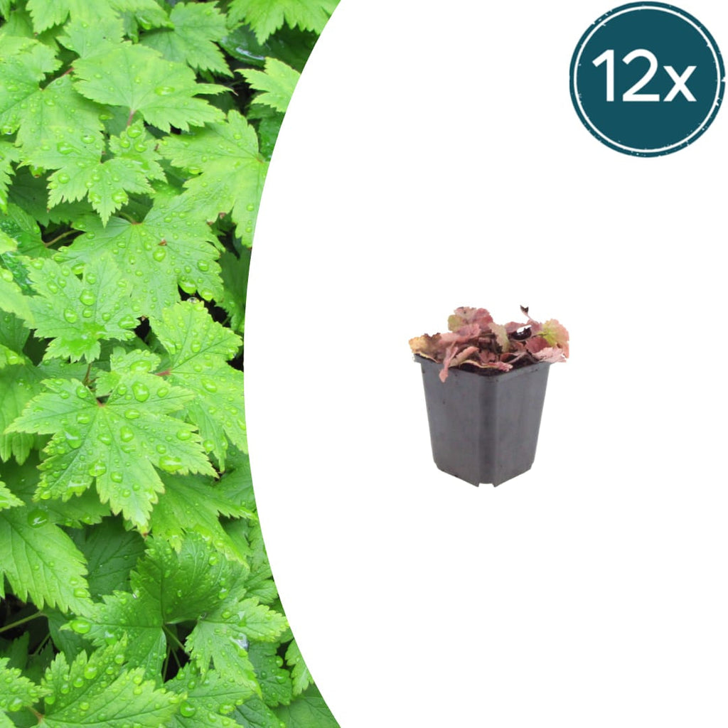 Tiarella cordifolia – Ø9cm – Höhe 10-25cm – Winterharte Schattenstaude – Weiße Blüten – Bodendecker für Beet, Gehölzrand & Waldgarten