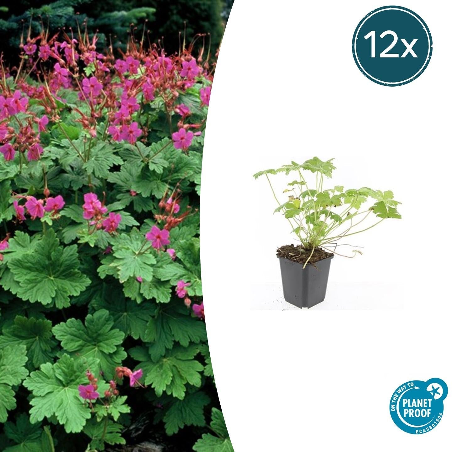 Storchschnabel Geranium macrorrhizum 'Czakor' – ↕10-25cm – Ø9cm – Tiefrosa Blüten – Aromatisches Laub – Robuster Bodendecker – Plant