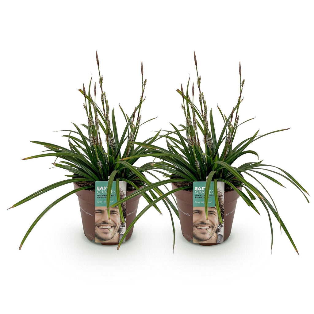 Carex morrowii Irish Green – 17cm – ca. 50cm hoch – Immergrüne Grünblättrige Segge – Pflegeleichtes Ziergras für Garten, Terrasse & Balkon – Plant