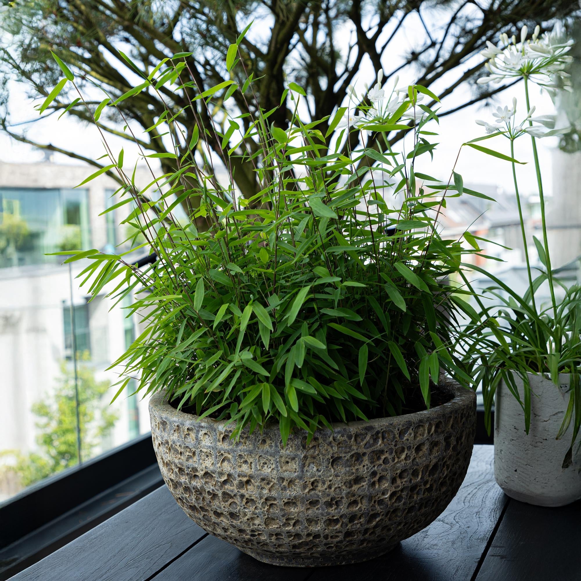 Bambus Fargesia rufa – Immergrün – Nicht ausbreitend – Grüner Bambus für Hecke, Garten & Terrasse – Ø17cm Höhe ca. 60cm – Plant
