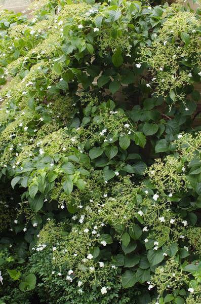 Kletter – Hortensie Hydrangea petiolaris Kletterpflanze Ø15cm ↕65cm – winterharte Pflanze für Garten, Balkon, Terrasse, Kübel & Beet online kaufen – Plant