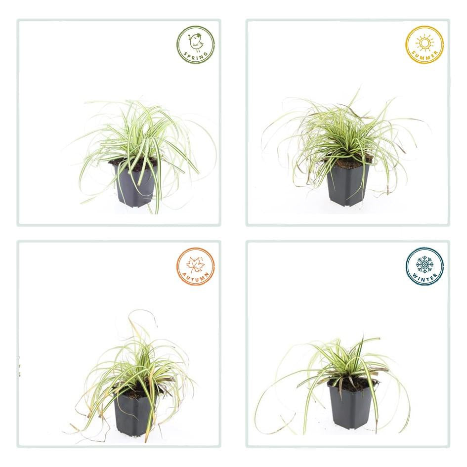 Gold Segge Carex oshimensis 'Evergold' – ↕10-25cm – Ø9cm – Immergrün – Pflegeleicht – Schattentauglich – Plant