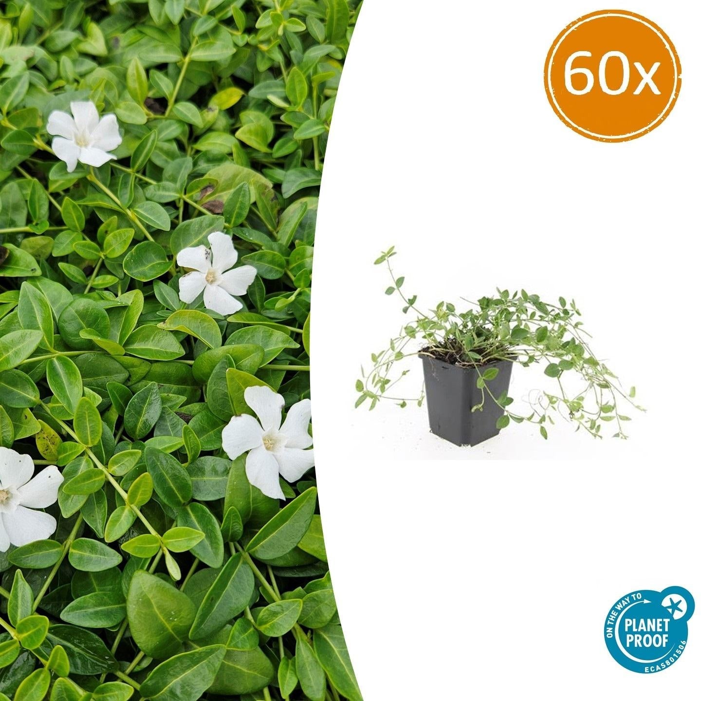 Kleines Immergrün Vinca minor 'Gertrude Jekyll' – ↕10-25cm – Ø9cm – Plant