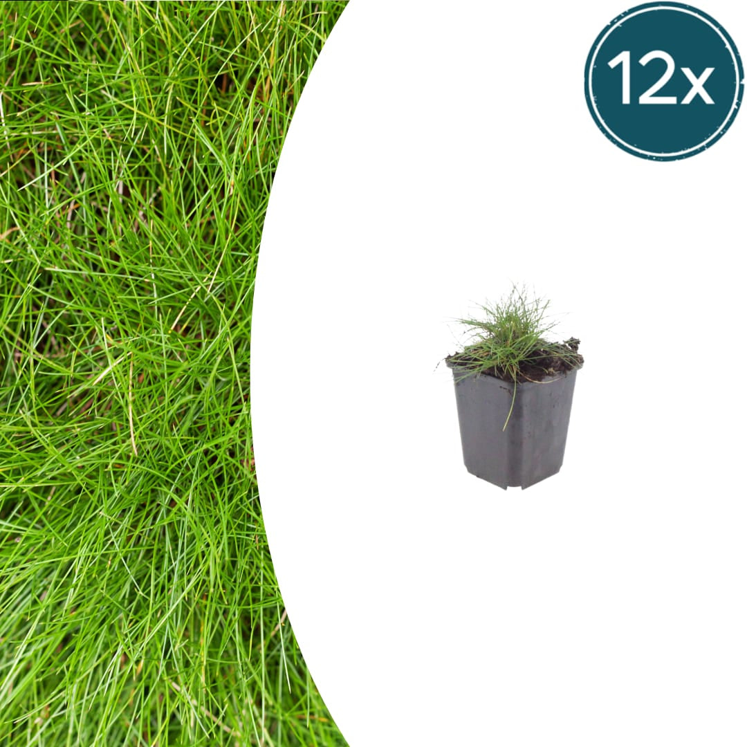 Festuca gautieri Zierschwingel – Ø9cm – Höhe 10-25cm – Immergrünes Ziergras