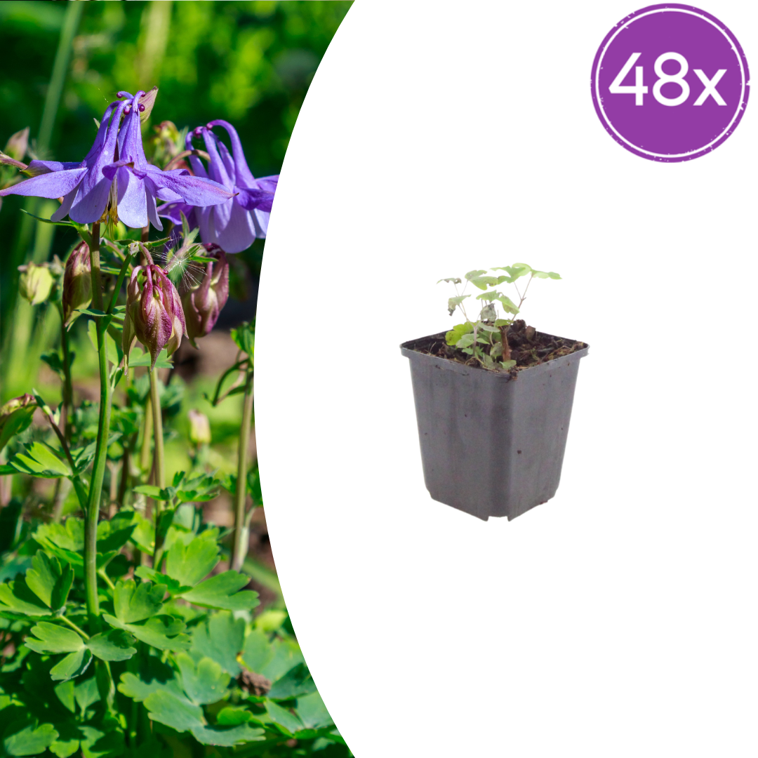 Akelei Aquilegia vulgaris – Blühende Staude für Sonne & Halbschatten – Insektenfreundlich für Beet & Naturgarten – 10-25cm – Ø9cm – Winterhart