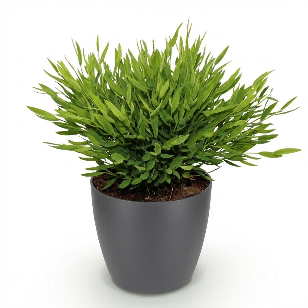 Bambus Pogonatherum Monica Zimmerpflanze mit grauem Topf Ø12cm Höhe 20cm Haustierfreundliche Grünpflanze pflegeleicht für Wohnzimmer Büro Schlafzimmer
