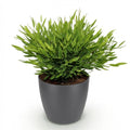 Bambus Pogonatherum Monica Zimmerpflanze mit grauem Topf Ø12cm Höhe 20cm Haustierfreundliche Grünpflanze pflegeleicht für Wohnzimmer Büro Schlafzimmer
