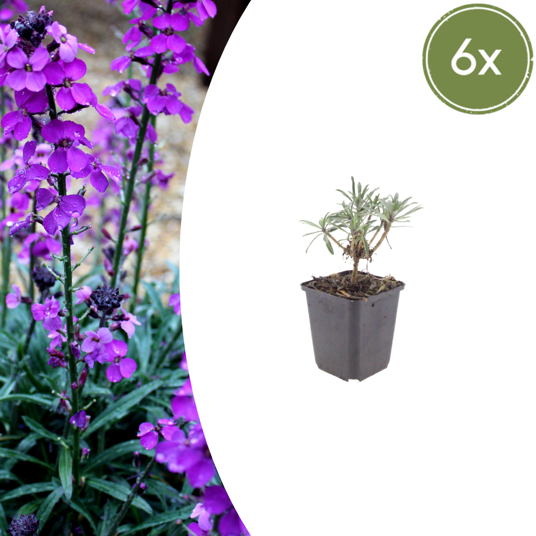 Erysimum Bowles Mauve – Goldlack Staude – 10-25cm – Ø9cm – Langblühende Gartenpflanze für Sonne – Bienenfreundliche Blühstaude für Beet & Kübel