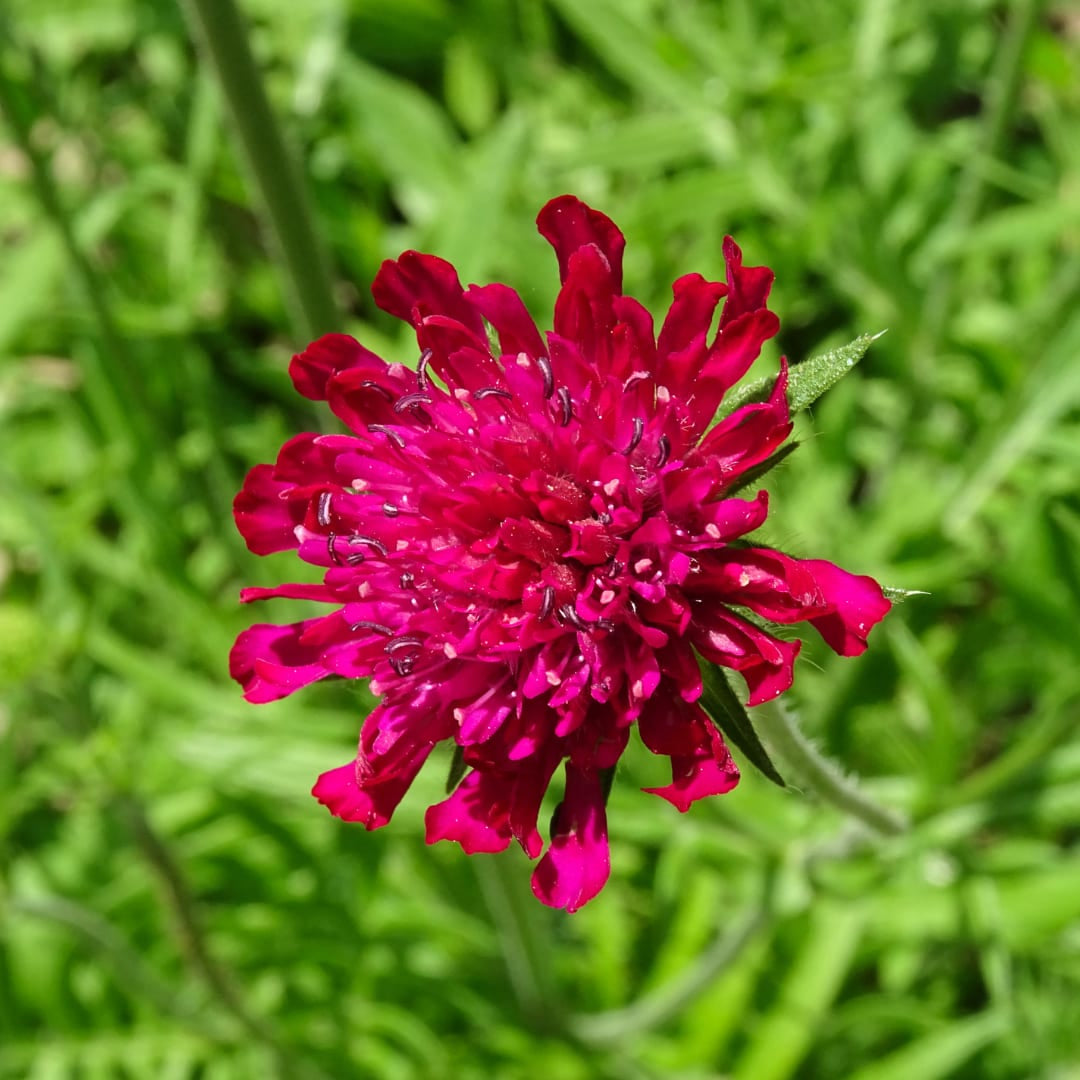 Knautia macedonica – Ø9cm – Höhe 10-25cm – Winterharte Staude – Tiefrote Blütendolden – Bienen