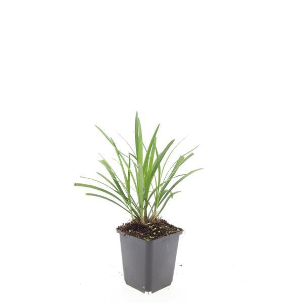 Lilientraube Liriope muscari 'Ingwersen' – ↕10-25cm – Ø9cm –, Immergrün, Violette Blüten, Winterhart, Pflegeleicht – Plant