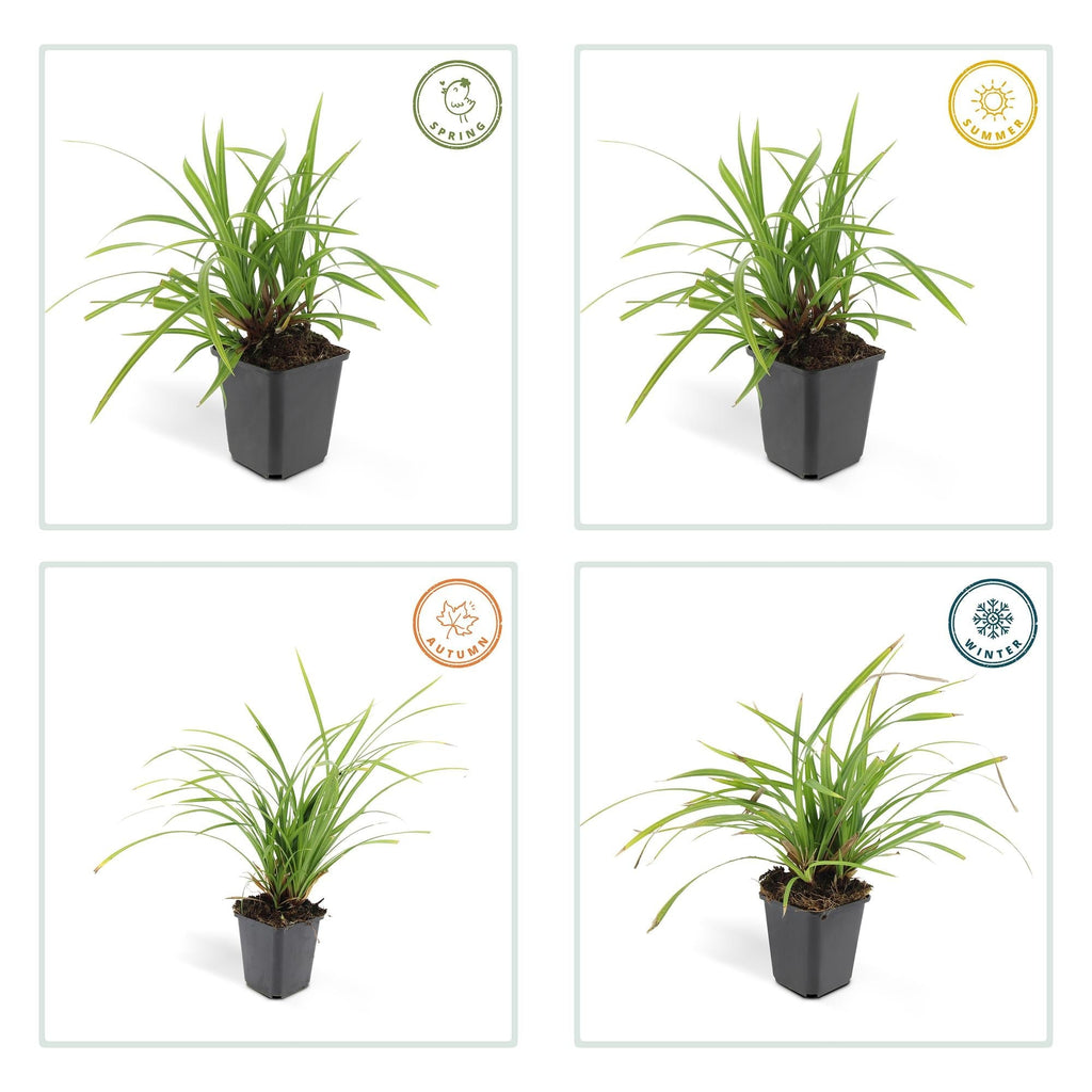 Grünblättrige Segge Carex morrowii 'Irish Green' – ↕10-25cm – Ø9cm – Immergrün – Pflegeleicht – Schattentauglich – Plant