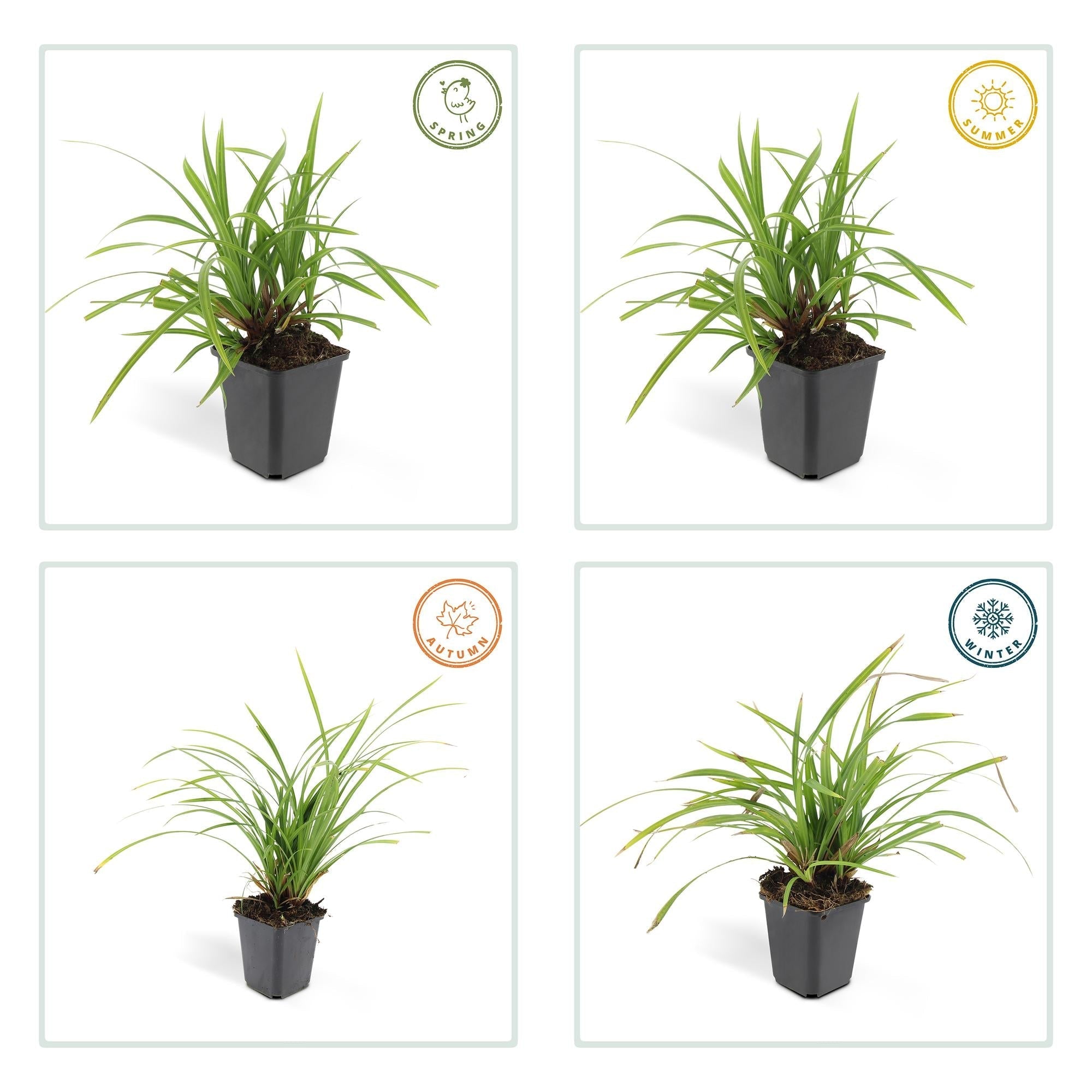 Grünblättrige Segge Carex morrowii 'Irish Green' – ↕10-25cm – Ø9cm – Immergrün – Pflegeleicht – Schattentauglich – Plant
