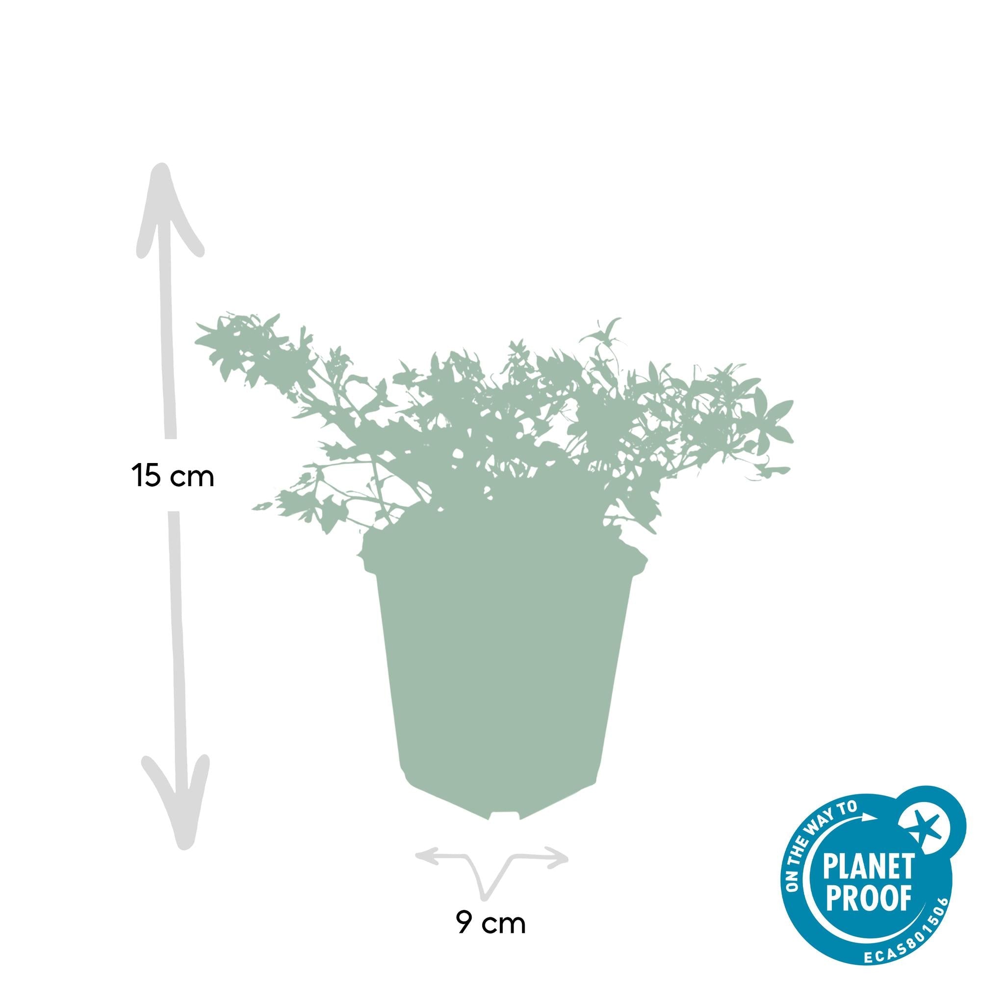 Campanula poscharskyana 'Stella' – Hängepolster – Glockenblume – Blaue Blüten – ↕10-25cm – Ø9cm – Überhängend & pflegeleicht – Plant
