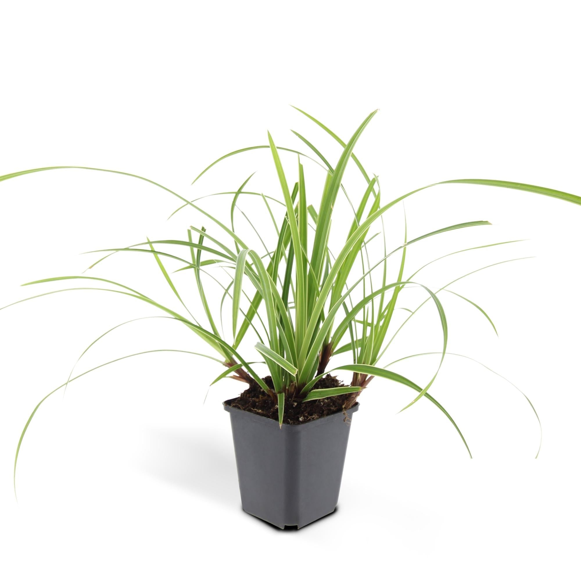 Weißrandige Segge Carex morrowii 'Ice Dance' – ↕10-25cm – Ø9cm – für Sonne & Schatten – Pflegeleicht – Plant