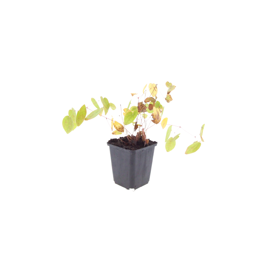 Elfenblume Epimedium × youngianum ‘Niveum’ – 10-25cm – Ø9cm – Weiße Schattenstaude – Winterharter Bodendecker für Garten & Gehölzrand