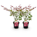 Japanischer Ahorn Acer palmatum Beni Maiko – Rote Balkonpflanze – Ø19cm – Höhe ca. 70cm – Kompakter Zierahorn für Beet & Terrasse – Plant