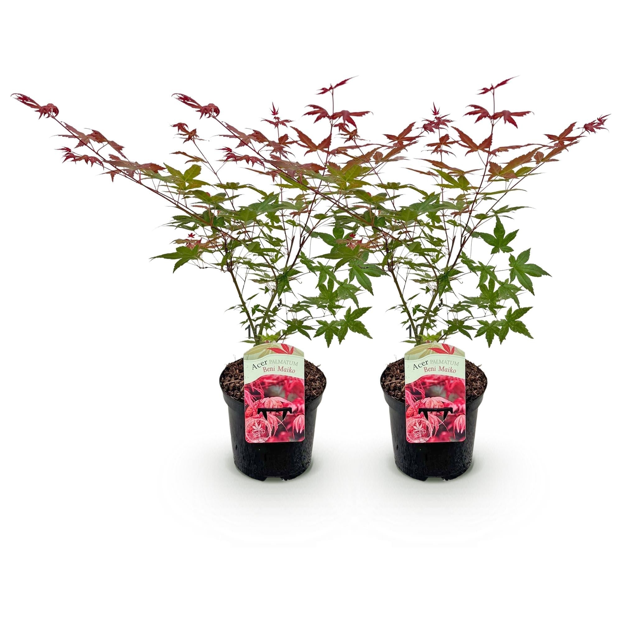Japanischer Ahorn Acer palmatum Beni Maiko – Rote Balkonpflanze – Ø19cm – Höhe ca. 70cm – Kompakter Zierahorn für Beet & Terrasse – Plant