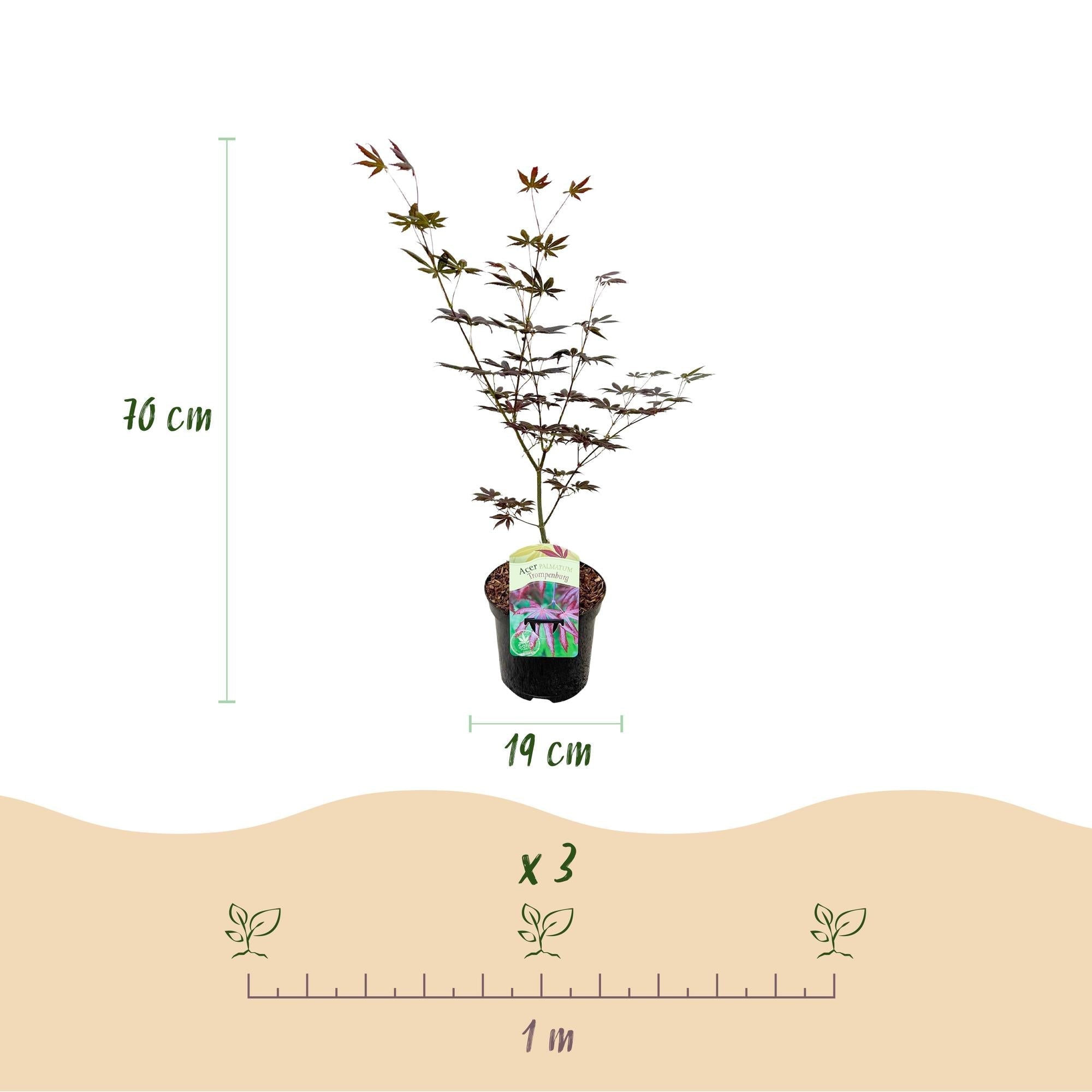 Japanischer Ahorn Acer palmatum 'Trompenburg' – Dunkel Lila – Balkon – & Gartenpflanze – Ø19cm – Ca. 70cm hoch – Plant
