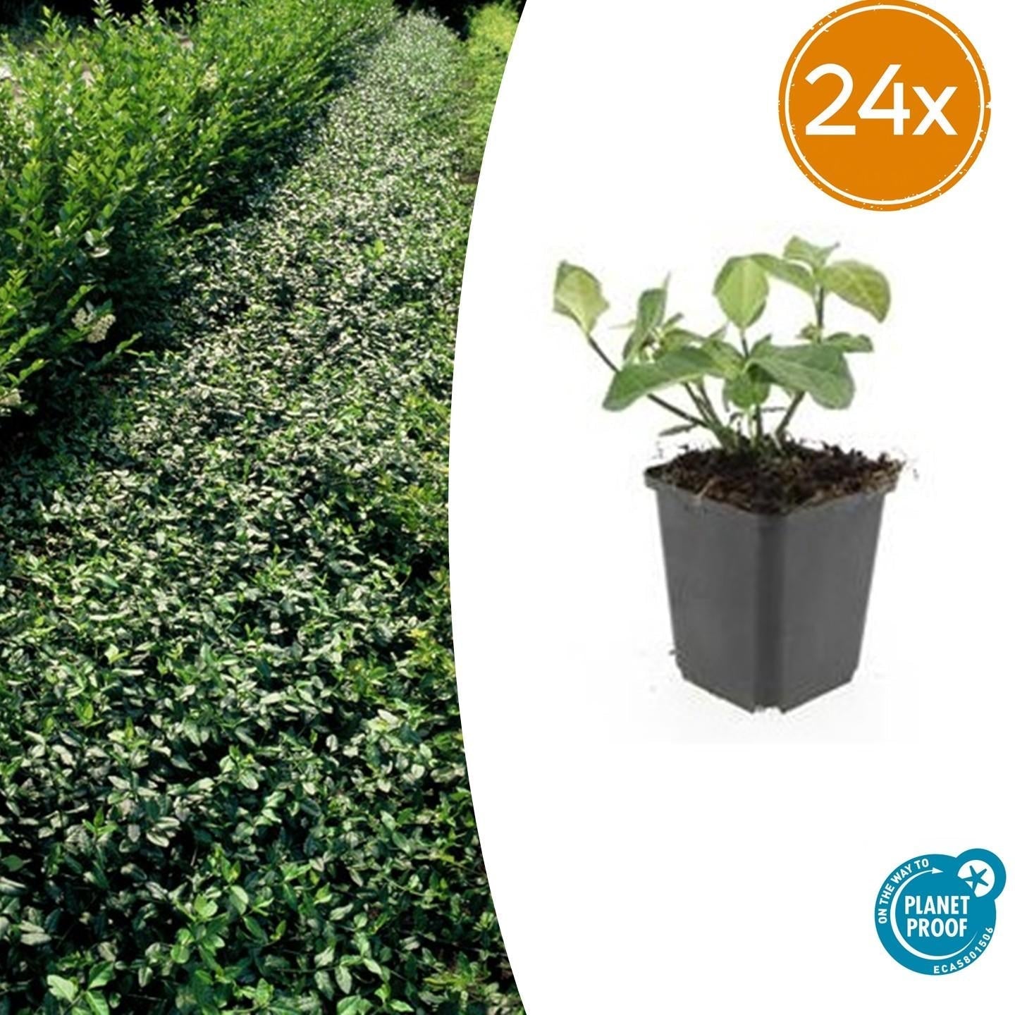 Spindelstrauch – Euonymus fortunei 'Dart's Blanket' – ↕10-25cm – Ø9cm – Schattentolerant – Winterhart – Pflegeleicht – Plant