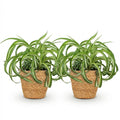 Chlorophytum comosum Bonnie Zimmerpflanzen inkl. Naturkorb