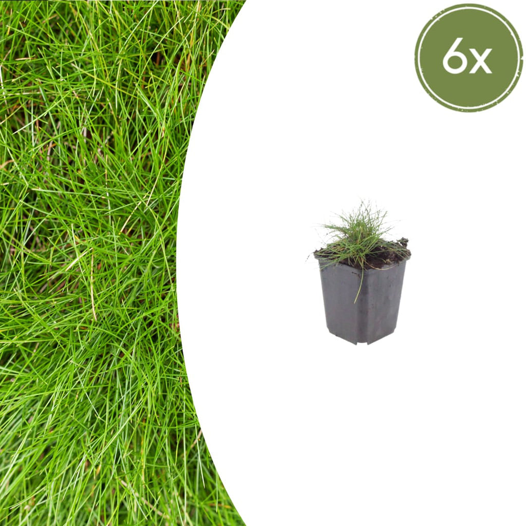 Festuca gautieri Zierschwingel – Ø9cm – Höhe 10-25cm – Immergrünes Ziergras